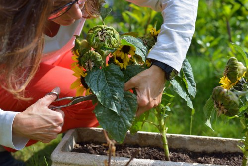 Mulched vegetable beds from recycled garden waste
